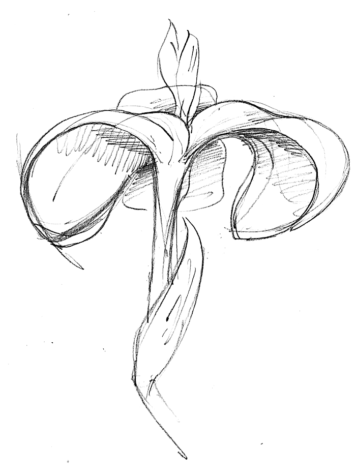 Iris sketch